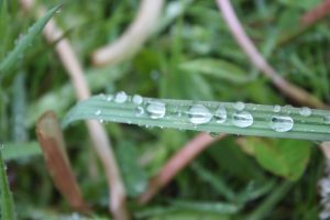 Water drops on Grass.