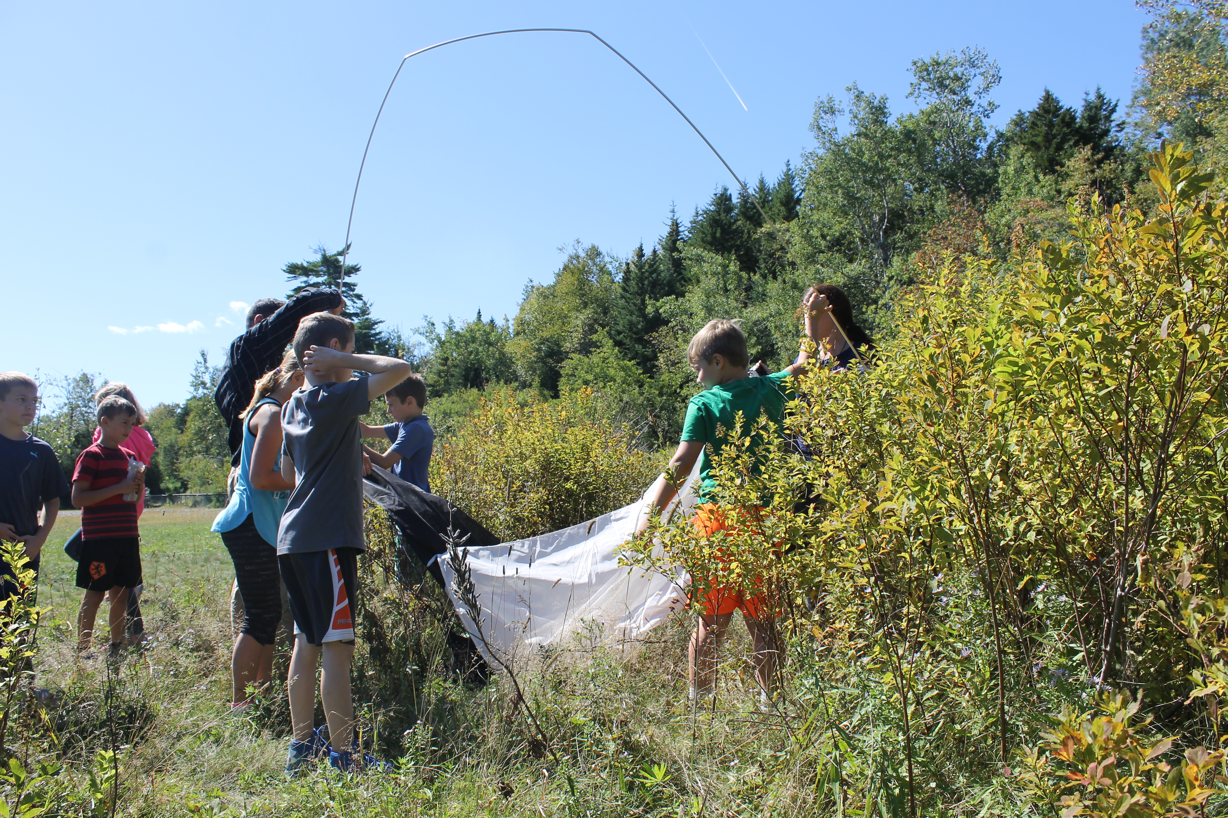Students from Inglewood School in Grand Bay Westfield begins setting up the Malaise Trap.
